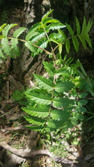 Sorbus americana