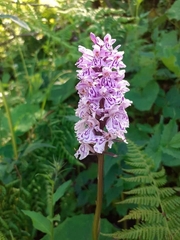 Dactylorhiza maculata