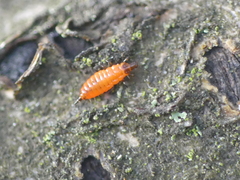 Thysanoptera
