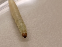 Plodia interpunctella