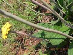 Helichrysum nudifolium
