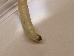 Plodia interpunctella