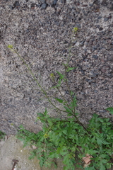 Sisymbrium erysimoides