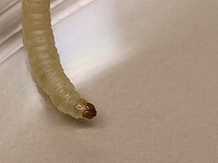 Plodia interpunctella