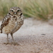 Burrowing Owl - Photo (c) Daniel Onea, some rights reserved (CC BY-NC), uploaded by Daniel Onea