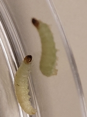 Plodia interpunctella