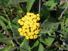 Helichrysum nudifolium