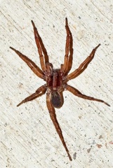 Varacosa