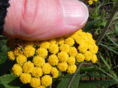 Helichrysum nudifolium
