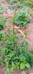 Galinsoga parviflora