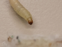 Plodia interpunctella