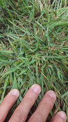 Eragrostis stolonifera