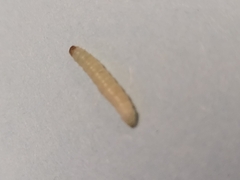 Plodia interpunctella