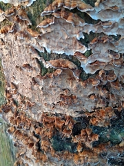 Stereum gausapatum
