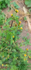 Galinsoga parviflora