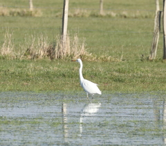 Ardea alba alba