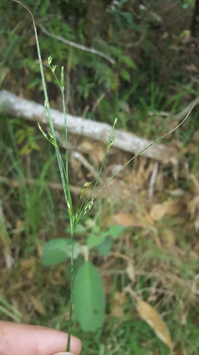 Juncus tenuis image