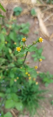 Galinsoga parviflora