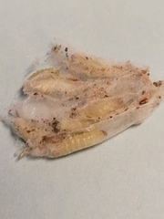 Plodia interpunctella