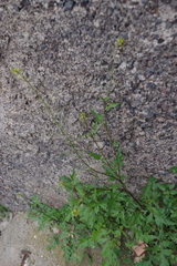 Sisymbrium erysimoides