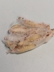 Plodia interpunctella