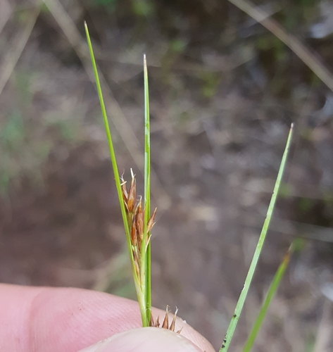 Juncus image