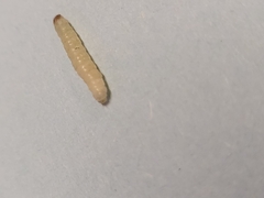 Plodia interpunctella