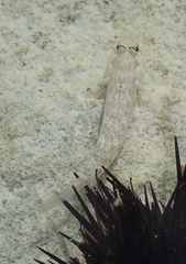 Gnatholepis