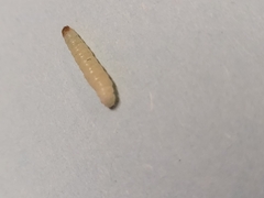 Plodia interpunctella