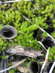 Ptychostomum imbricatulum