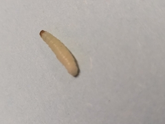 Plodia interpunctella