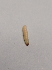 Plodia interpunctella