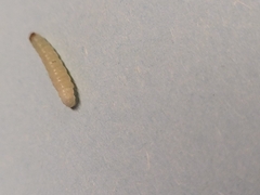 Plodia interpunctella