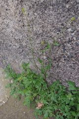 Sisymbrium erysimoides