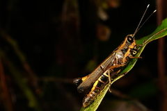 Traulia azureipennis