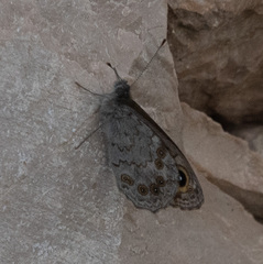 Lasiommata