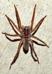 Varacosa