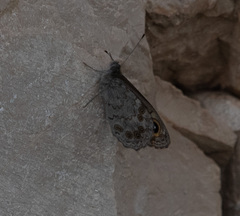 Lasiommata