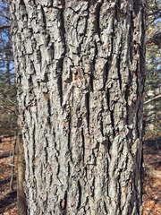 Carya tomentosa