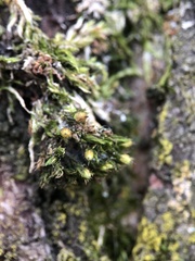 Orthotrichaceae