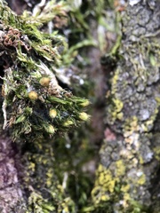Orthotrichaceae