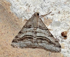 Digrammia pallorata