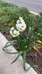 Narcissus tazetta