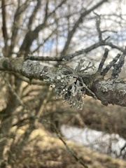 Ramalina fastigiata