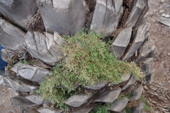 Chenopodium nutans image