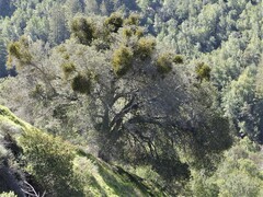 Phoradendron villosum