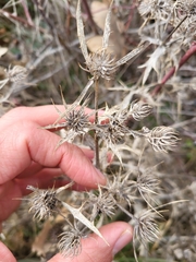 Eryngium campestre