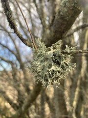 Ramalina fastigiata