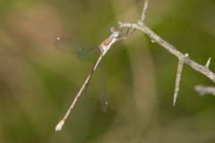 Lestes sigma