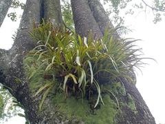 Pyrrosia longifolia